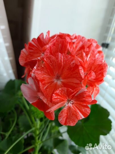 Пеларгония герань