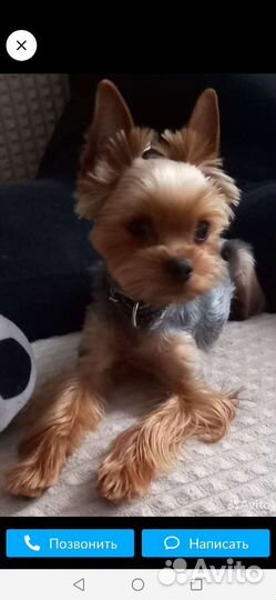 Йоркширский терьер