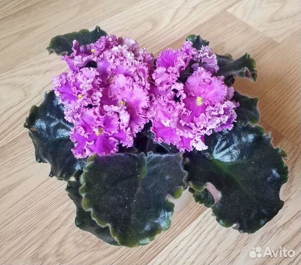 Фиалка цветущая