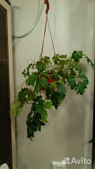 Комнатные цветы березка