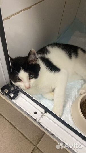 Котенок со стационара