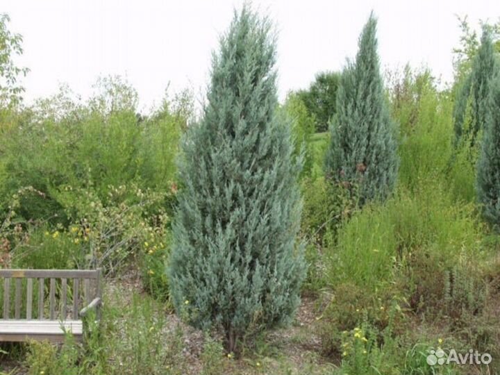 Саженцы Можжевельник скальный Патфайндер
