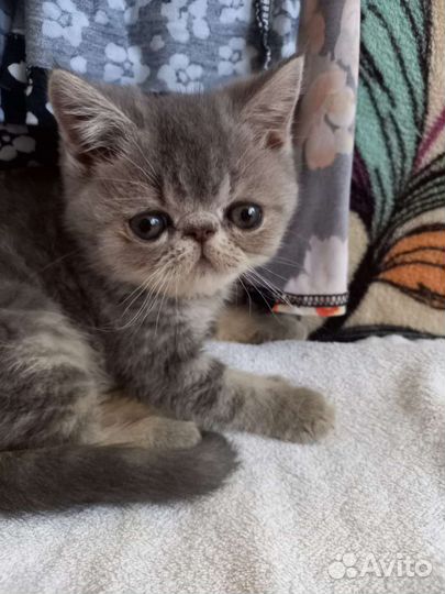 Котята экзоты