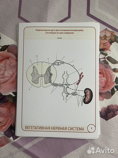 Черепные нервы. Вегетативная нервная система