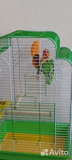 Попугай Неразлучник Фишера