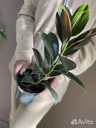 Фикус эластика мелани D14