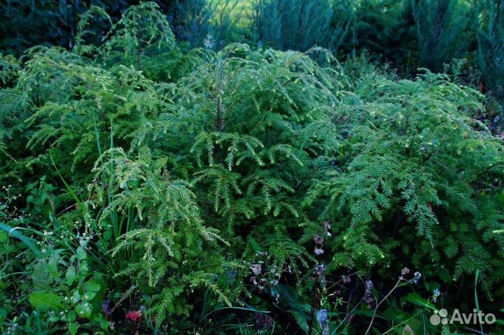 Тсуга Канадская Эдделох