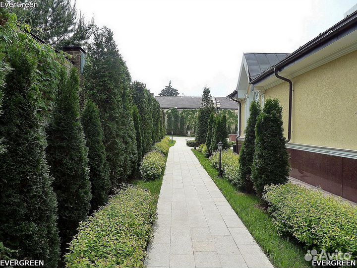 Туя западная