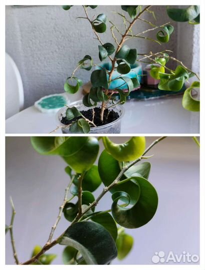 Фикусы разные