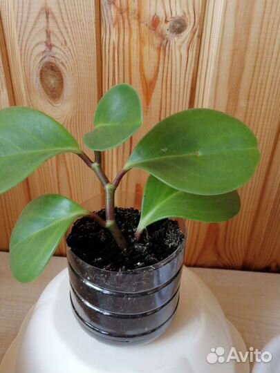 Пеперомия туполистная