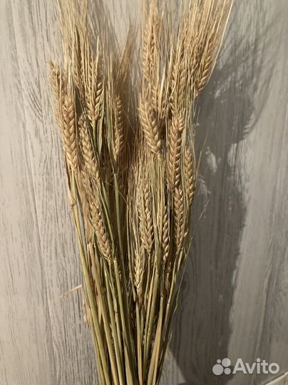 Пшеница сухоцвет
