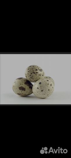 Яйца перепелиные домашние