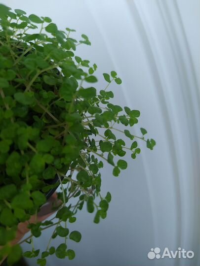 Солейролия