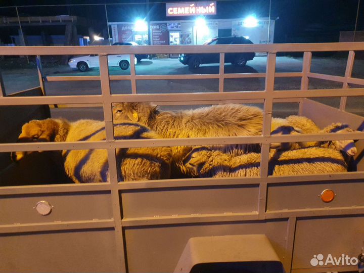 Перевозка животных