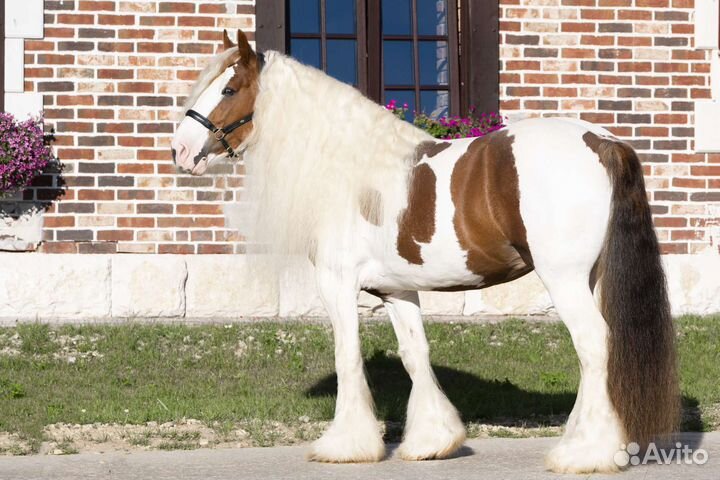 Тинкер,жеребец