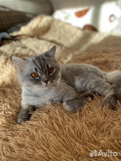 Шотландский кот