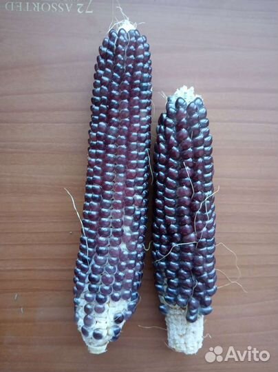 Кукуруза попкорн семена