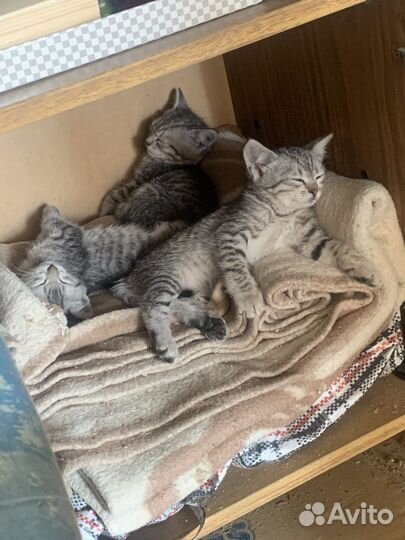 Котята в добрые руки