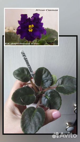 Сортовые фиалки