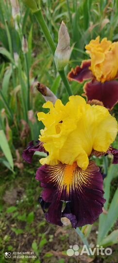 Цветы ирисы