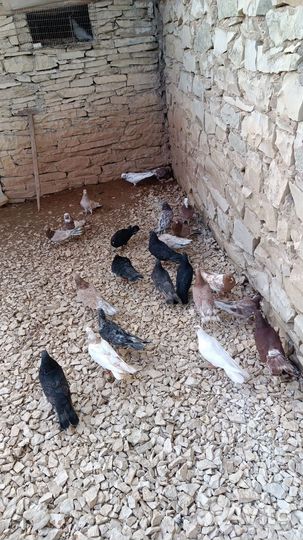 Бакинские бойные голуби