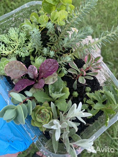 Набор почвопокровных растений