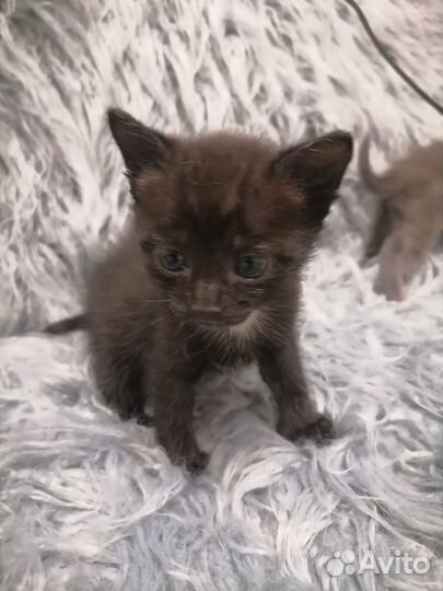 Котята