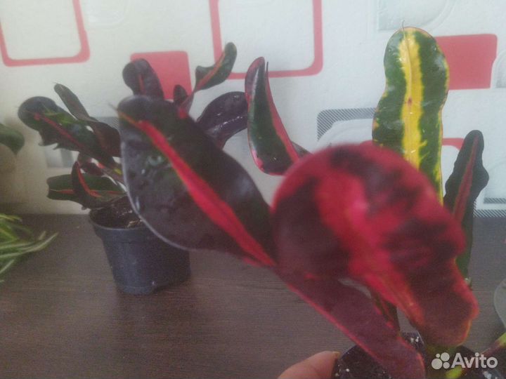 Кодеиум мамми