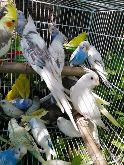 Попугай корелла, волнистые и неразлучники