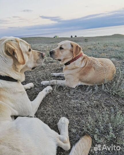 Собачья шерсть. Палевый лабрадор