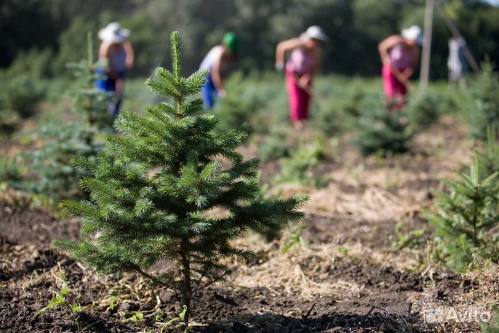 Новогодняя / Ель / Сосна / живые