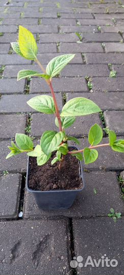 Гортензия Сандей Фрайз (бронь до 14.05)