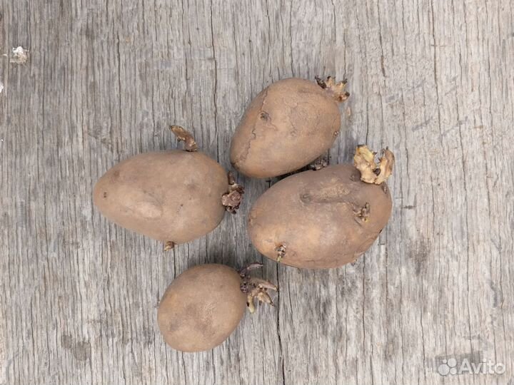 Картошка на посадку