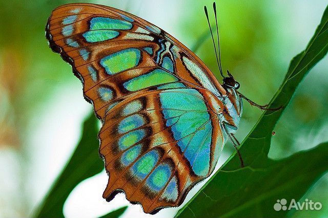 Живые Тропические Бабочки Удиви своих близких