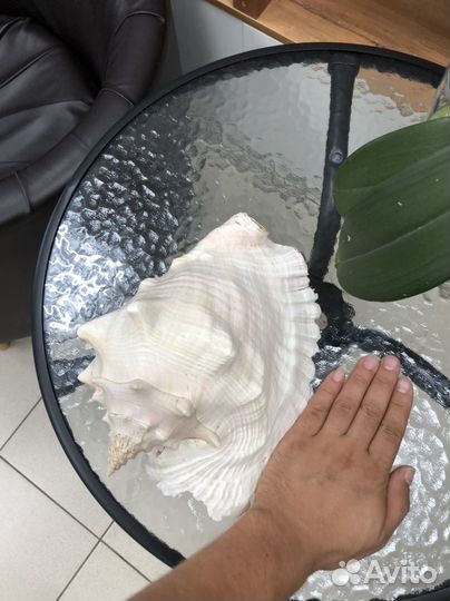 Ракушка морская очень большая красивая розовая