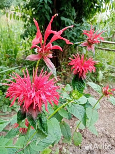 Мята, монарда