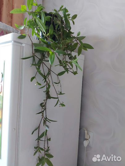 Традесканция Миртолистная