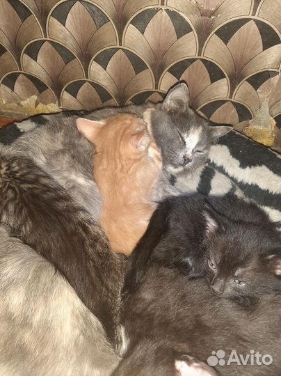 Кошки бесплатно