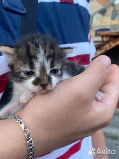 Котенок в добрые руки