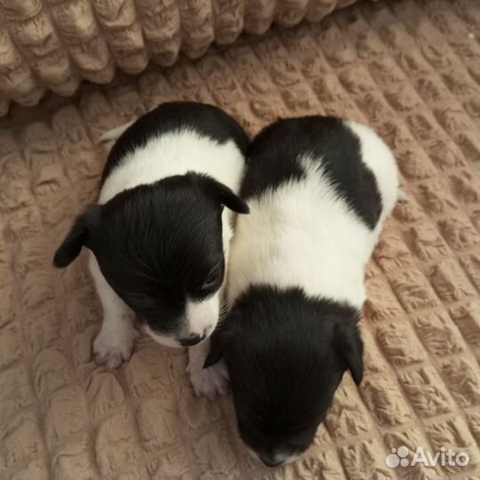 Щенки чихуахуа