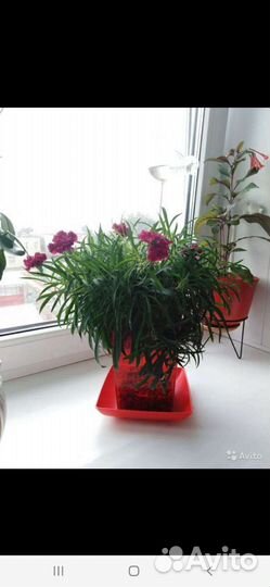 Гвоздика комнатная