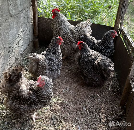 Куры орпингтон