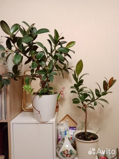 Редкие фикусы