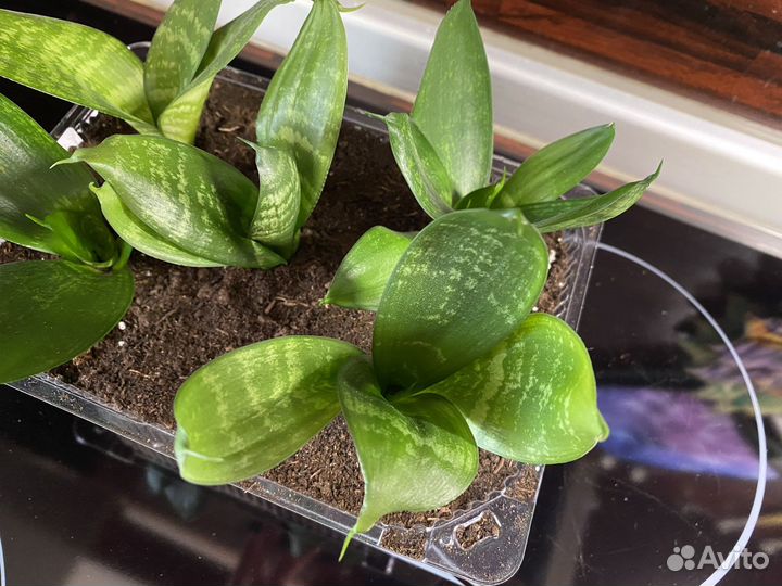 Сансевиерия (цветы отростки)