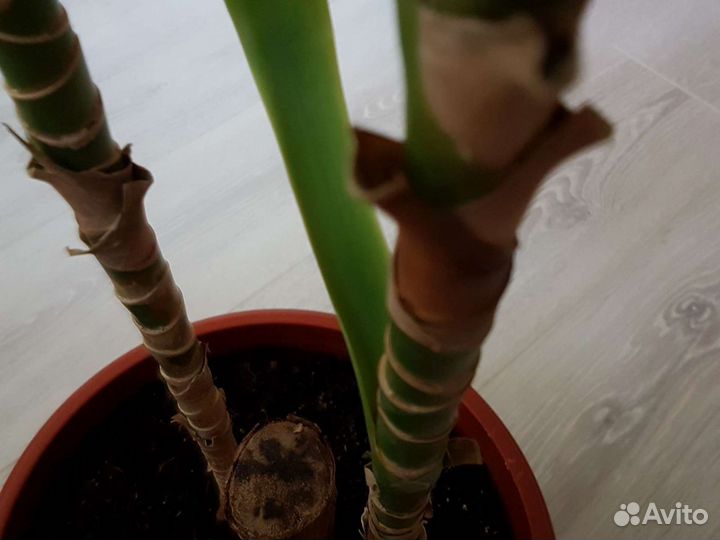 Тросниковая пальма высота 95 см,размах листьев 95