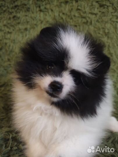 Померанский шпиц мини