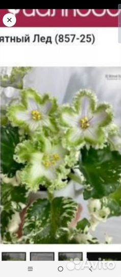 Фиалка набор новинок 20-21 гг