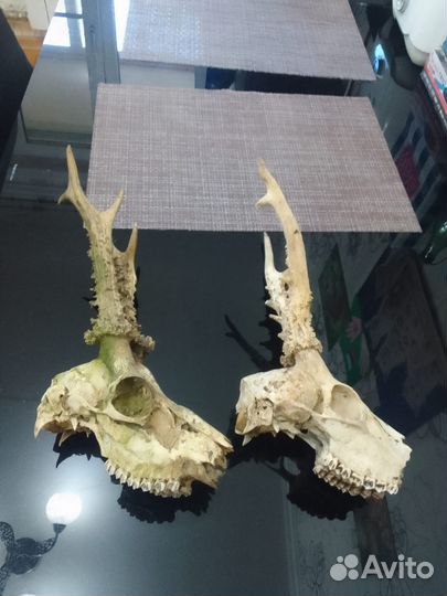 Череп оленей