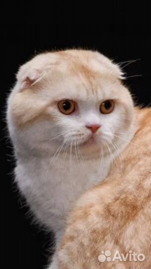 Шотландский вислоухий кот