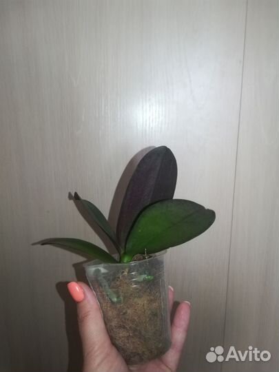 Орхидея фаленопсис Black Piano (бабочка)